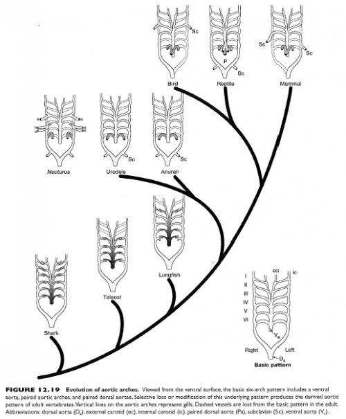Evolution Aortic Arches: In this depiction, the viewer is facing the chest (ventral side) of the organism.  The birds and mammals are actually very similar to reptiles in their fundamental pattern, except that they have lost the left or right systemic arch, respectively. From: Figure 12-19, p. 461 of: Kardong, Kenneth V. (2006). Vertebrates: comparative anatomy, function, evolution. Boston, McGraw-Hill Higher Education.