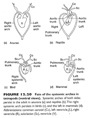 Aortic Arches: This diagram "zooms in" to show just the fate of the aortic arches in amphibians, reptiles, birds, and mammals.  The diagram clearly indicates (unlike the diagram in Explore Evolution) that the only fundamental topology change between reptiles and mammals is that mammals have lost the right systemic arch.  From Figure 12-20, p. 462 of: Kardong, Kenneth V. (2006). Vertebrates: comparative anatomy, function, evolution. Boston, McGraw-Hill Higher Education.