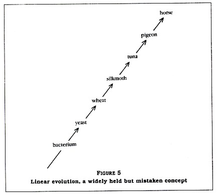 Figure 5: Linear evolution, a widely held but mistaken concept